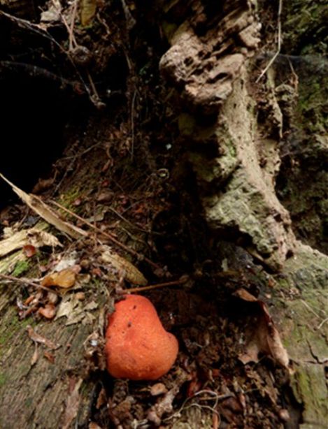 A young developing fruiting body on a root of a veteran oak in Richmond Park, London